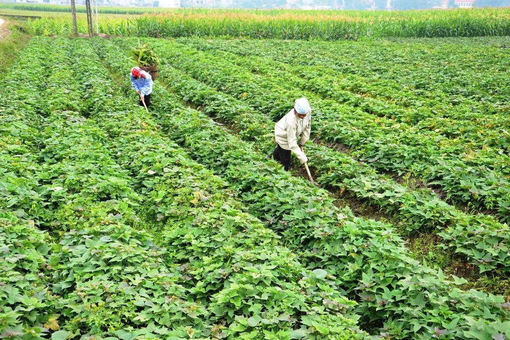 Khoai lang là cây trồng vụ đông hiệu quả của nông dân Võ Lao