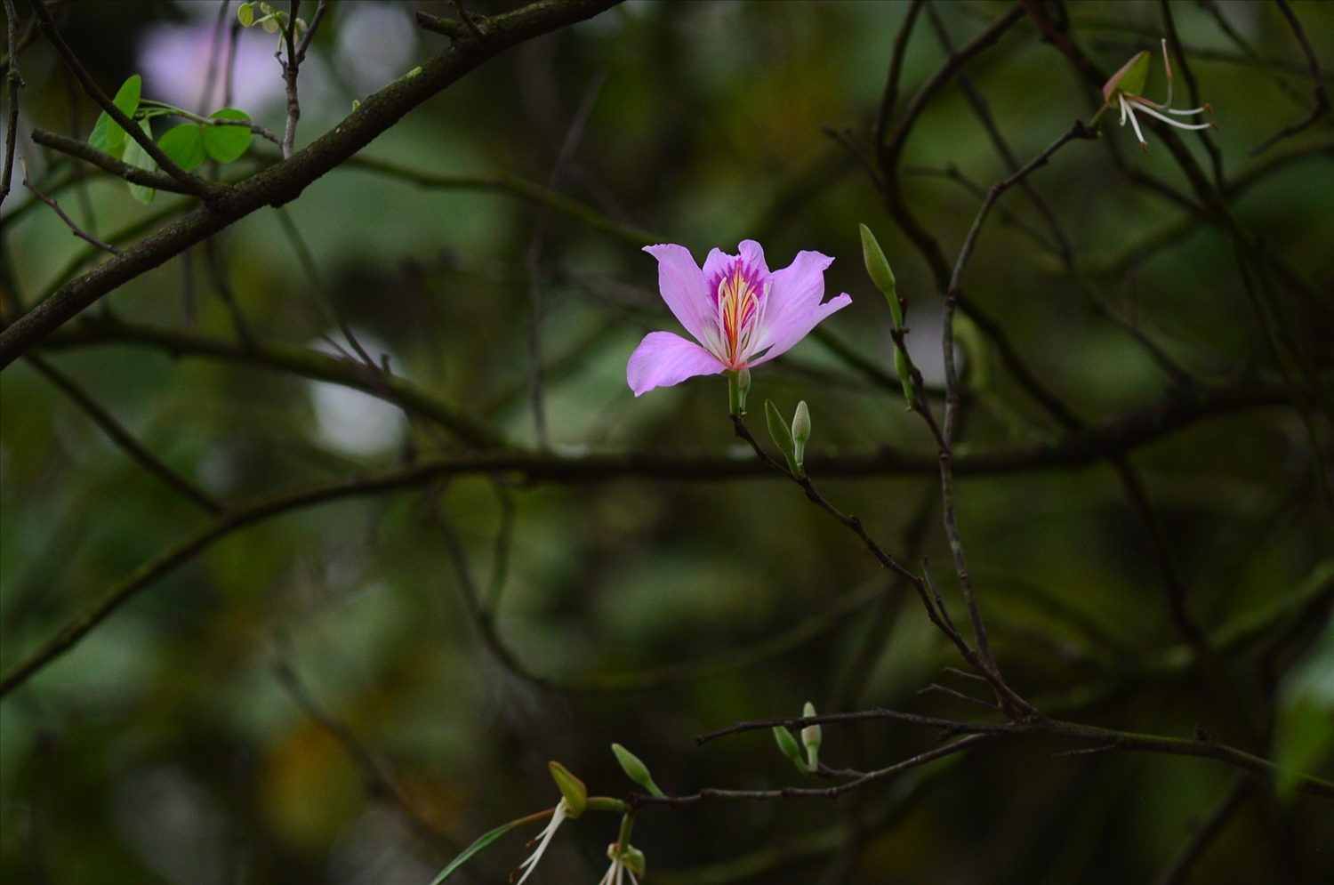 Bông hoa ban có 5 cánh, thường có màu trắng sọc hồng, tím, phớt tím và hồng. Hoa ban ở Hà Nội là hoa có màu tím hoặc phớt tím. Hoa không có hương thơm nhưng nhị có vị ngọt, người dân tộc Thái có món ăn truyền thống là nộm hoa ban.