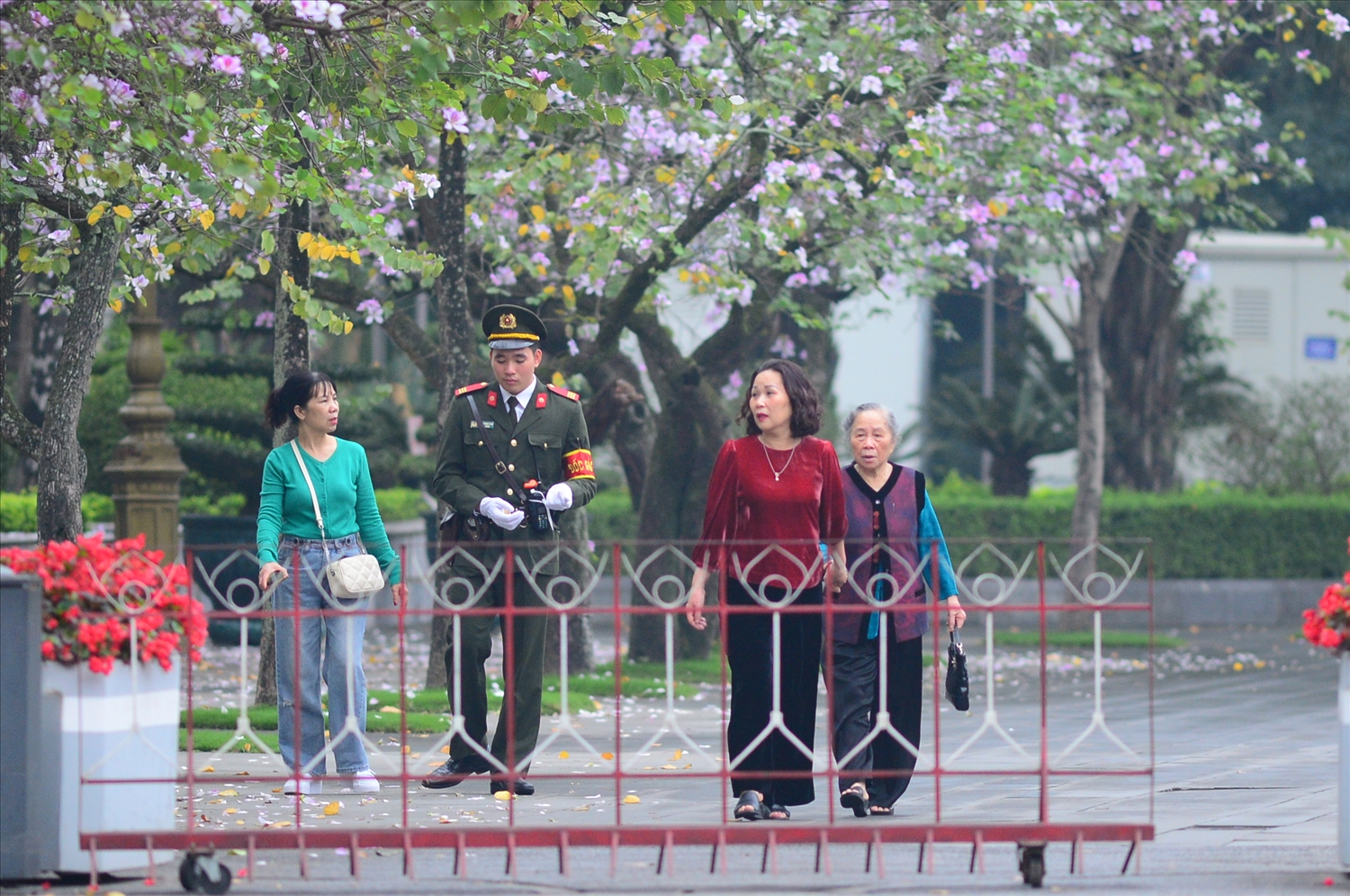 Cuối tháng 2, thời tiết Thủ đô Hà Nội se lạnh thi thoảng có chút nắng nhẹ cũng là thời điểm hoa ban nở rộ trên những cung đường.