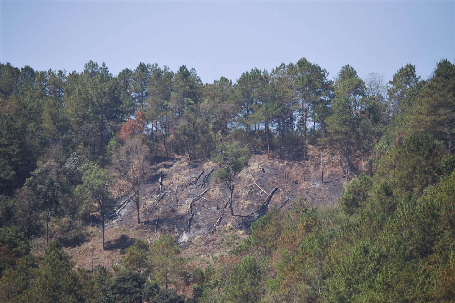 Diện tích rừng thông của Công ty Nguyên liệu giấy Miền Nam bị đốt cháy
