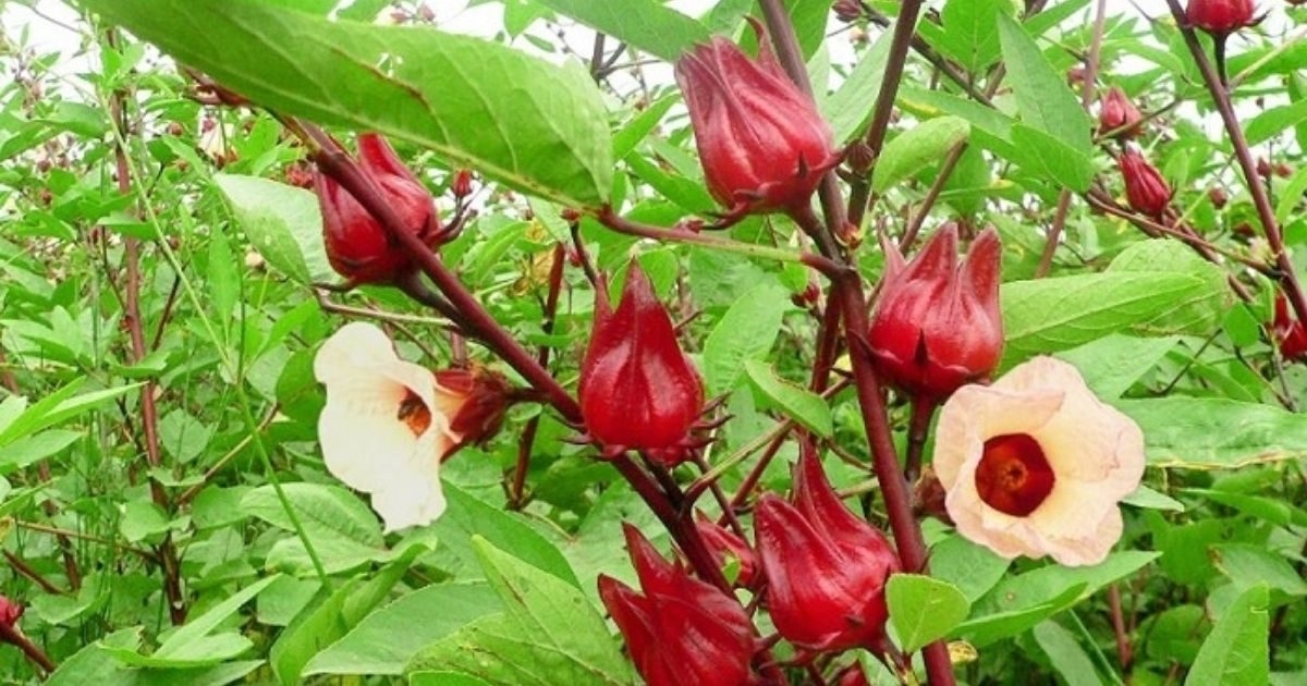 (Tổng hợp) Kỹ thuật trồng và chăm sóc cây hoa Atiso đỏ