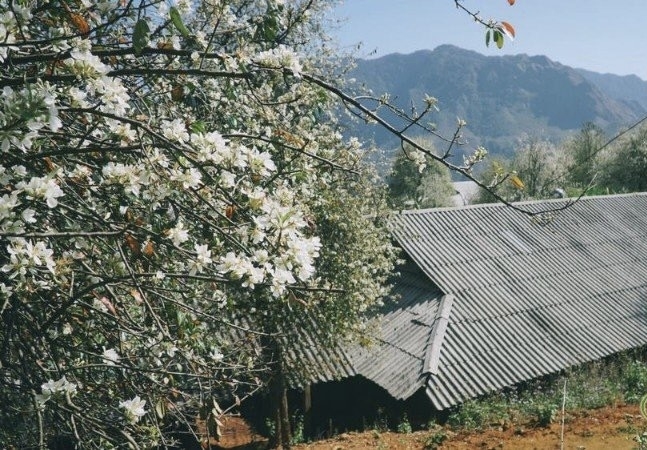 Hoa sơn tra phủ trắng mái nhà trong bản Mông.