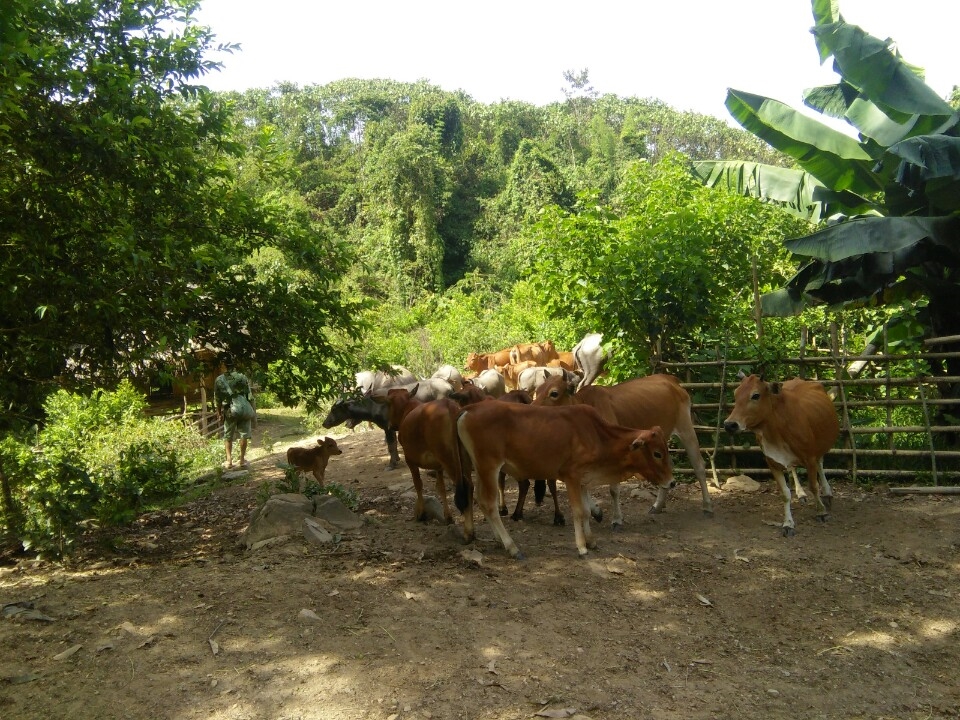 Hiện nay, toàn xã Yên Tĩnh có trên 5 nghìn con gia súc