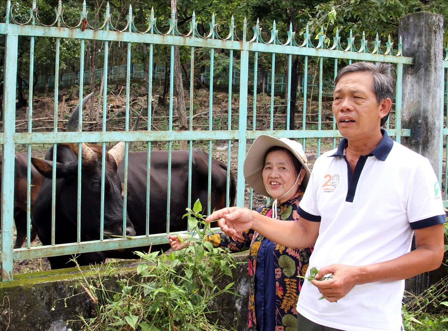 Thạc sĩ Nguyễn Anh Tuấn, cán bộ Phòng Khoa học và Hợp tác quốc tế (thuộc Vườn Quốc gia Phước Bình) giới thiệu kỹ thuật chăm sóc đàn bò tót lai. 