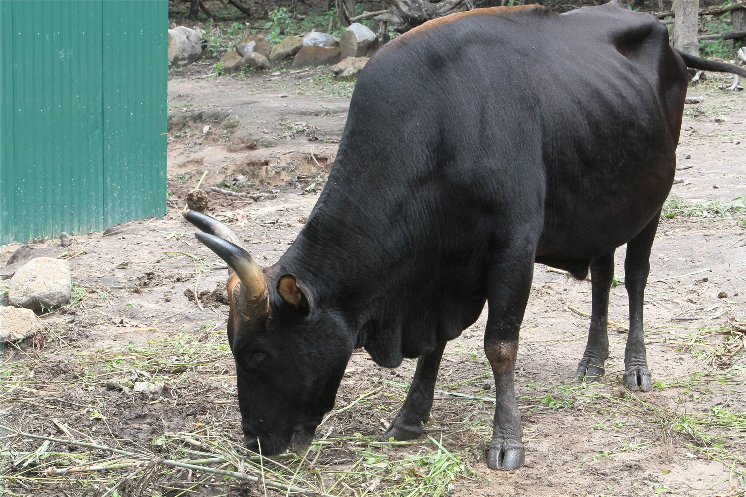 Cá thể bò tót lai được nuôi dưỡng khỏe mạnh tại Vườn Quốc gia Phước Bình.