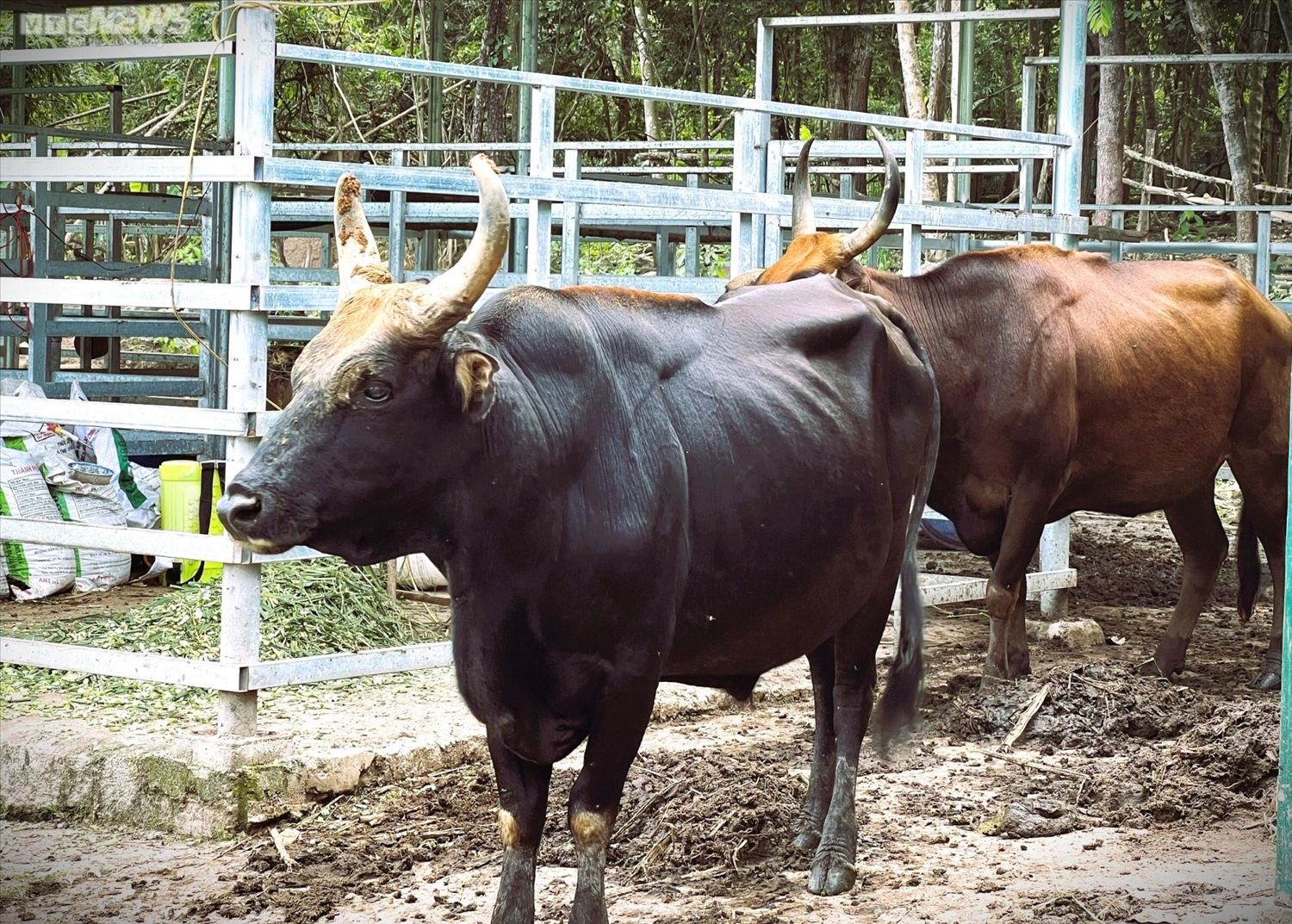 Những con bò tót lai đang được Ban Quản lý Vườn Quốc gia Phước Bình nuôi dưỡng.