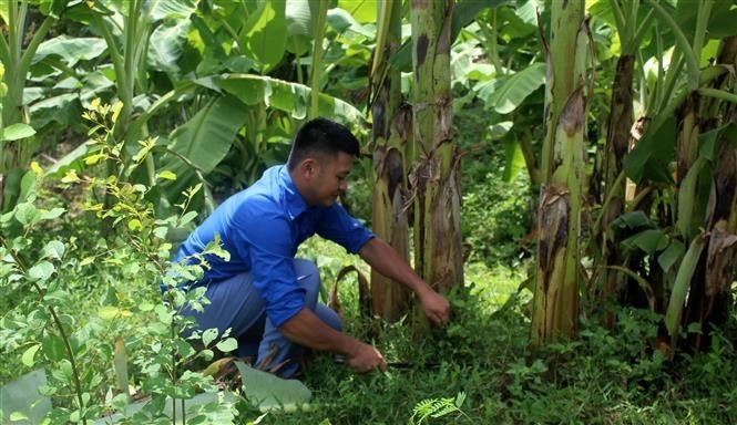 Nhờ kiên trì, chịu khó, khu rừng trồng và trang trại chăn nuôi của gia đình anh Vi Văn Đợi ngày một phát triển với tổng diện tích khoảng 40 ha