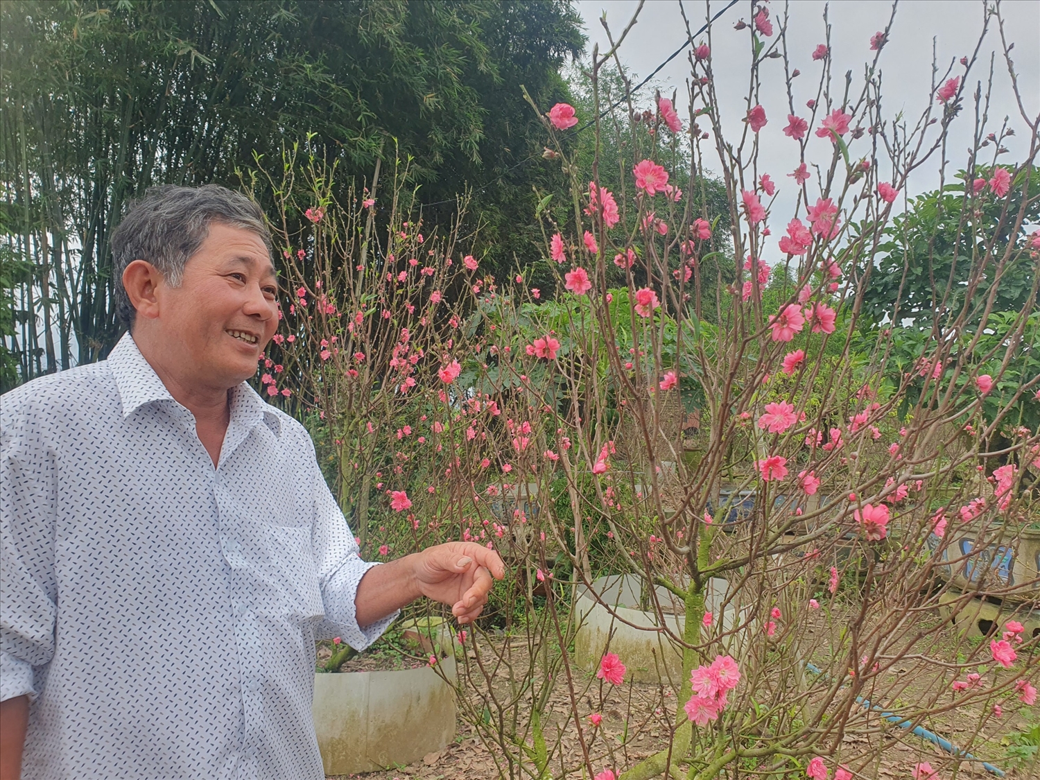 Từ hai cây đào của cha mang về từ Hà Nội để chơi Tết, ông Phạm Văn Tạo đã nhân giống và có cho mình một vườn đào với gần 500 gốc