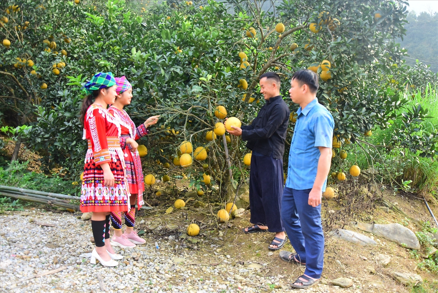 Nhiều hộ người Mông thôn Tân Minh, xã Kiến Thiết (Yên Sơn) thoát nghèo nhờ trồng cây ăn quả