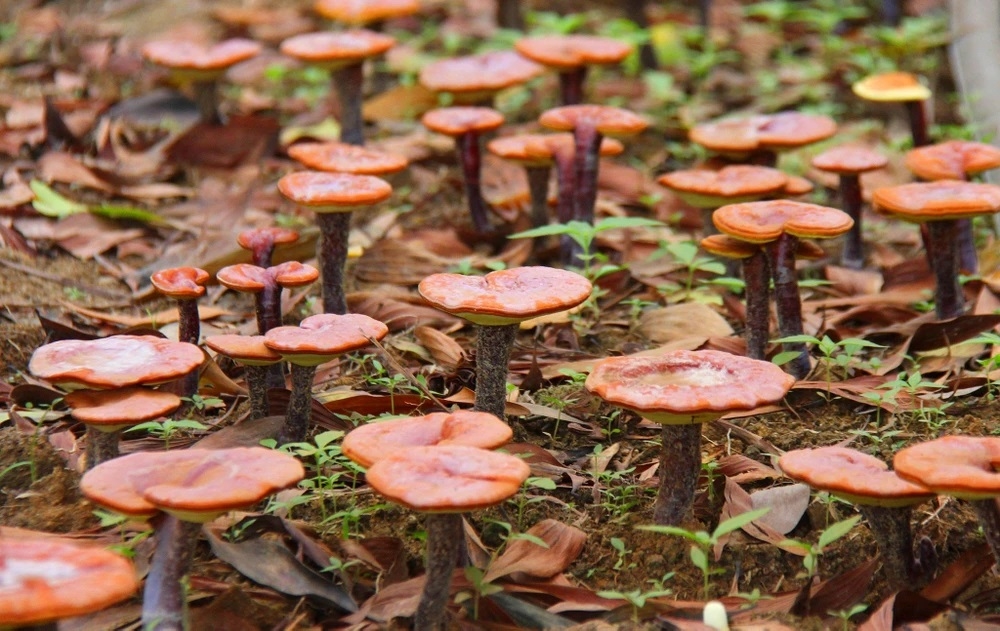Quảng Trị phê duyệt dự án trồng nấm chi đỏ dưới tán rừng keo lai và cà phê. Ảnh minh họa