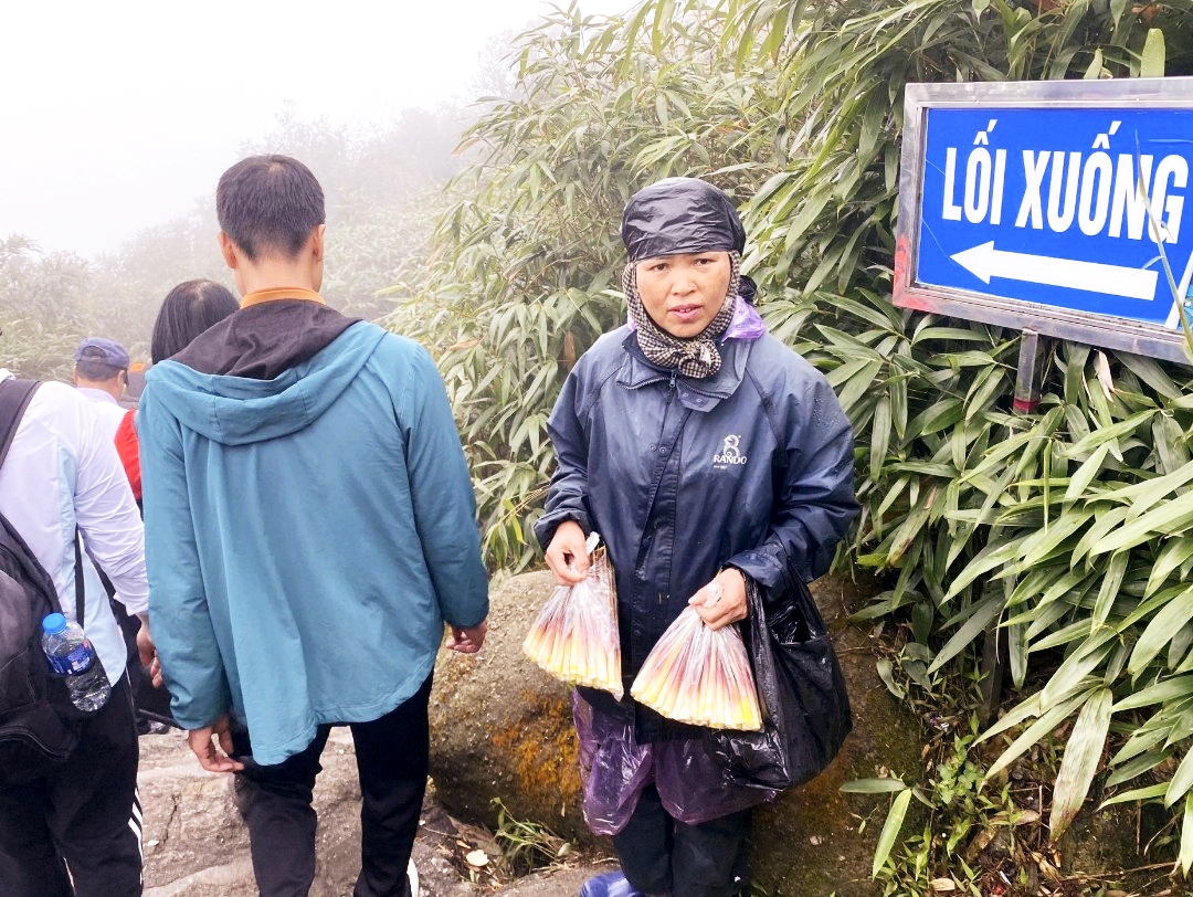 Ngay từ 1 giờ sáng, những người Dao chân núi Yên Tử đã trèo núi cao để hái măng kịp đem về bán cho du khách đi hành hương