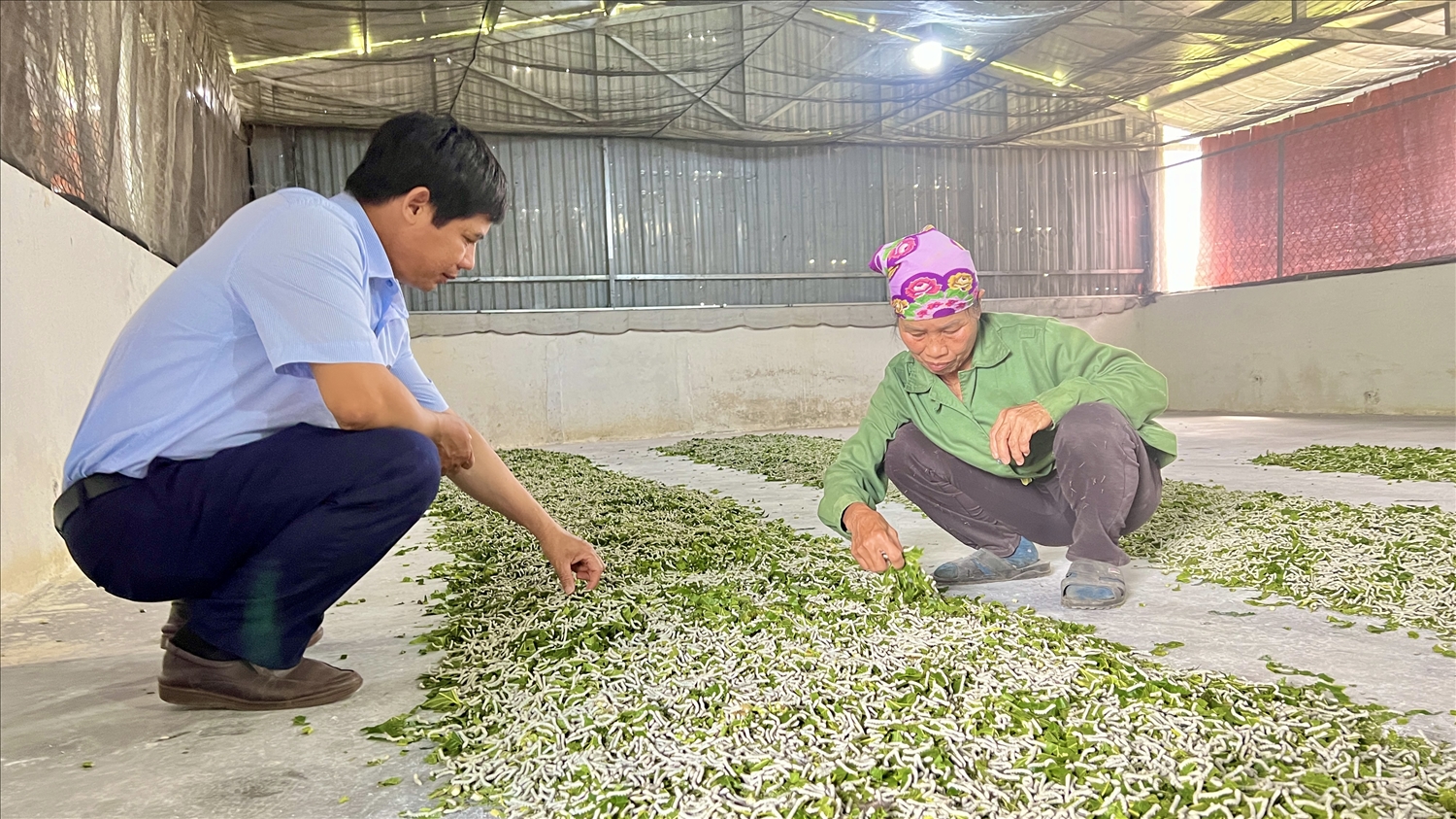 Hợp tác xã Thương mại Dịch vụ Thành Công Gia Lai triển khai mô hình trồng dâu nuôi tằm tại xã Ia Nhin, huyện Chư Păh