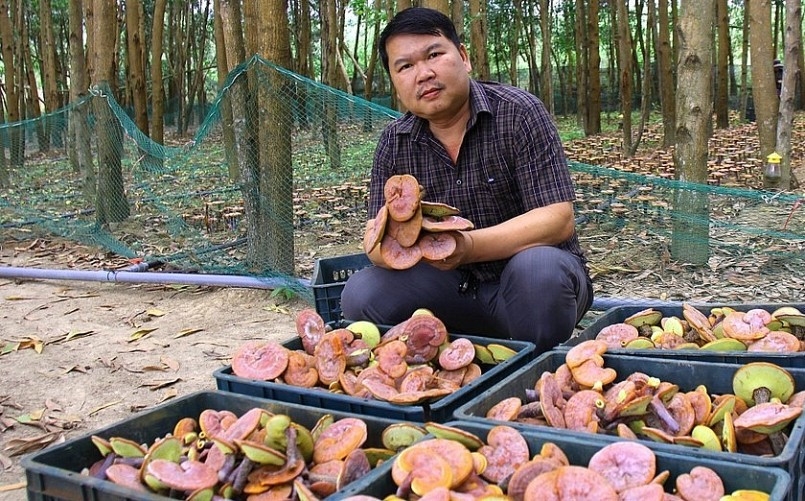 Mô hình trồng nấm linh chi dưới tán rừng keo mang lại kinh tế cho nhiều hộ dân quanh vùng