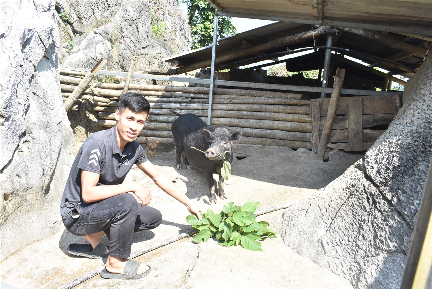 Đinh Văn Sơn đã có bước khởi đầu thành công từ nuôi lợn trong hang đá.