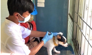 Người dân nuôi chó, mèo cần tiêm Vaccine phòng dại đầy đủ