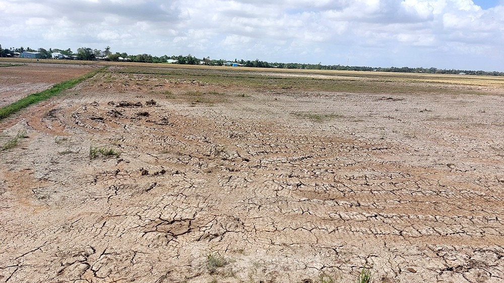 Một cánh đồng lúa thiếu nước ngọt không còn cơ hội cứu vãn.