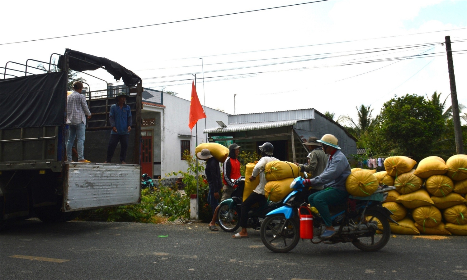 Vận chuyển lúa bằng xe máy bán cho thương lái ở Cà Mau làm gia tăng chi phí từ 250.000 - 500.000 đồng/tấn.