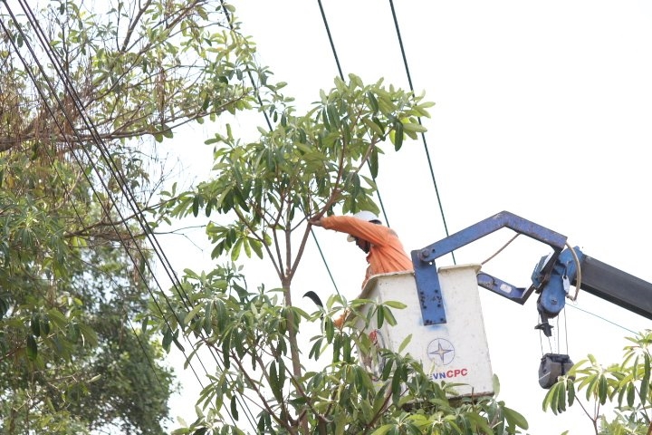 Nhân viên PC Kon Tum kiểm tra, phát quang hành lang cây xanh, đảm bảo khoảng cách an toàn hành lang lưới điện
