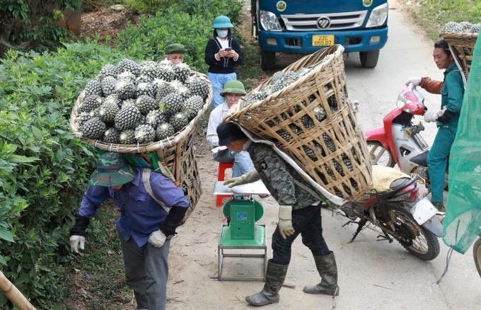 Các thương lái đến xã Bản Lầu, huyện Mường Khương, thu mua dứa
