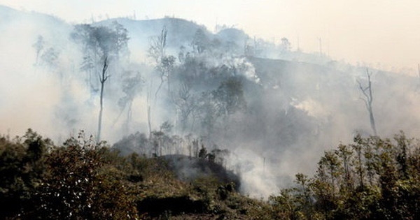 Cháy rụi khoảng 30ha rừng Vườn Quốc gia Hoàng Liên Sơn vào tháng 2.2024
