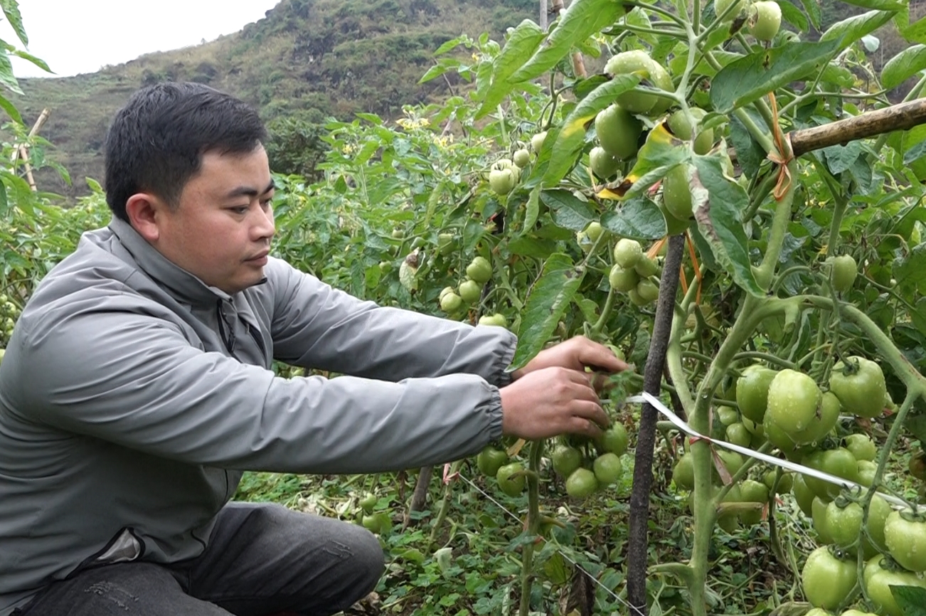 Anh Mai Minh Đình thôn Tùng Nùn, xã Lùng Tám, huyện Quản Bạ chăm sóc diện tích cây cà chua trái vụ