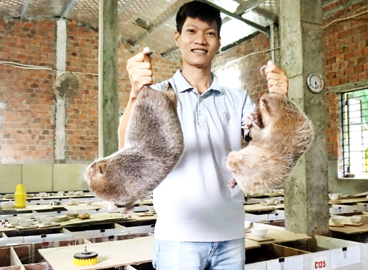 Mạnh dạn đầu tư, anh Huỳnh Lê Việt thu nhập hàng trăm triệu đồng mỗi năm từ việc nuôi dúi thương phẩm và dúi giống