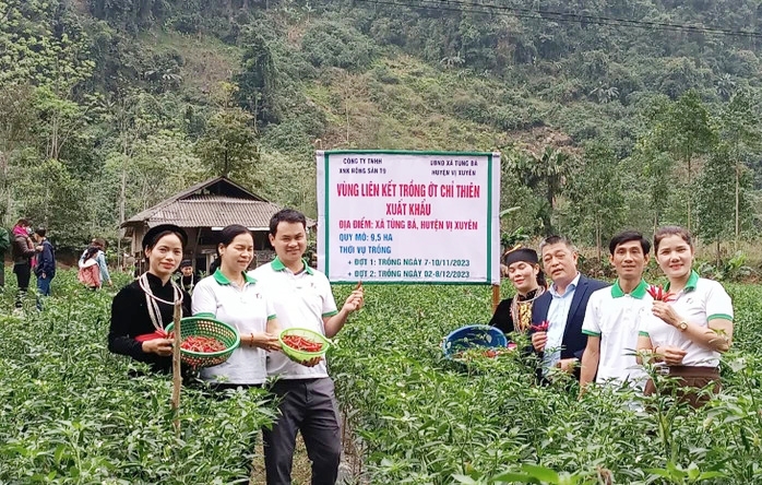Mô hình trồng ớt chỉ thiên xuất khẩu cho hiệu quả kinh tế cao tại xã Tùng Bá, huyện Vị Xuyên