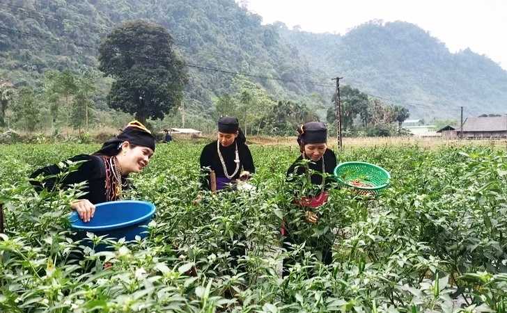 Người dân xã Tùng Bá, huyện Vị Xuyên thu hoạch ớt chỉ thiên