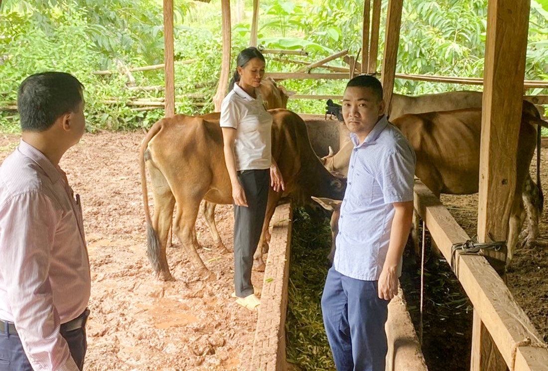 Cán bộ huyện Mường Nhé đi kiểm tra, giám sát các mô hình chăn nuôi tại xã Nậm Vì