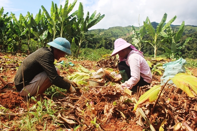 Người dân xã Nà Tấu (TP. Điện Biên Phủ) được hướng dẫn trồng dong riềng phát triển sản xuất, xóa đói nghèo.