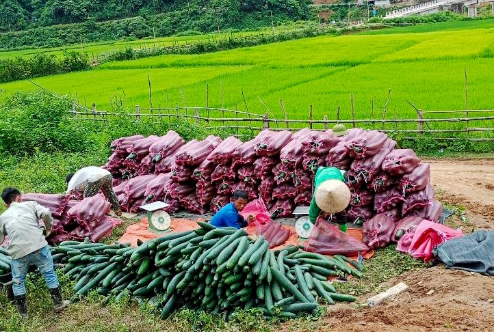 Mô hình trồng bí xanh đã góp phần nâng cao đời sống đồng bào DTTS ở huyện Mường Chà
