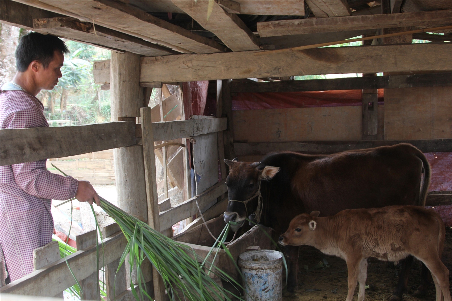 Gia đình anh Lăng Văn Phương, dân tộc Lô Lô, xóm Cốc Xả, xã Hồng Trị, huyện Bảo Lạc được hỗ trợ bò giống đang sinh sản tốt