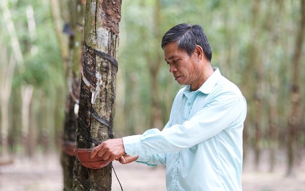 Ông Huynh Bích, 61 tuổi, Người có uy tín ấp Hòa Đông A, xã Hòa Hiệp, huyện Tân Biên chăm sóc cây cao su. Ảnh: Giang Phương/TTXVN