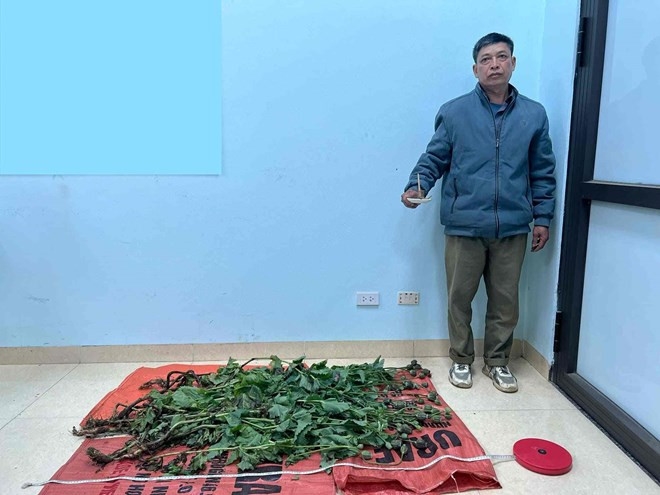 Phùng Văn Ton đã trồng 23 cây thuốc phiện rồi sản xuất trái phép chất ma túy. Ảnh: Công an Cao Bằng.