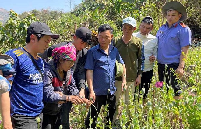 Lực lượng chức năng tại Lai Châu đã bắt quả tang một đối tượng trồng hơn 3.000 cây thuốc phiện ở khu vực rừng sâu. Ảnh: Công an Lai Châu