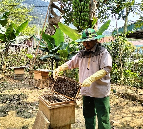 Mô hình nuôi ong cho hiệu quả kinh tế cao của nhiều hộ dân tại huyện vùng cao Quan Hóa