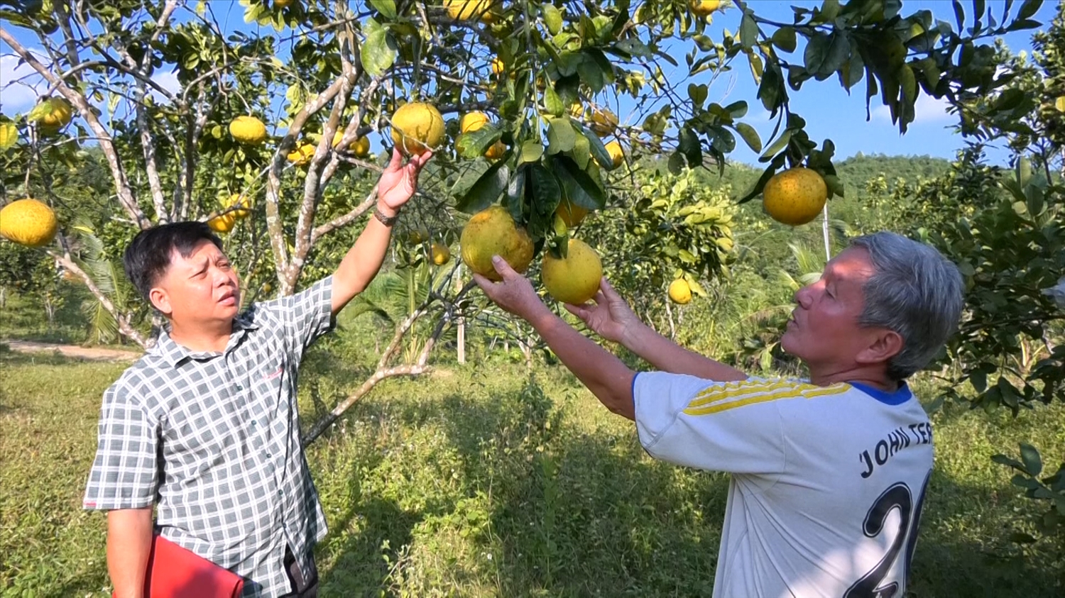Mô hình trồng cây ăn quả của gia đình hội viên Vi Hồng Nghị xã Tân Phúc mang lại hiệu quả kinh tế cao
