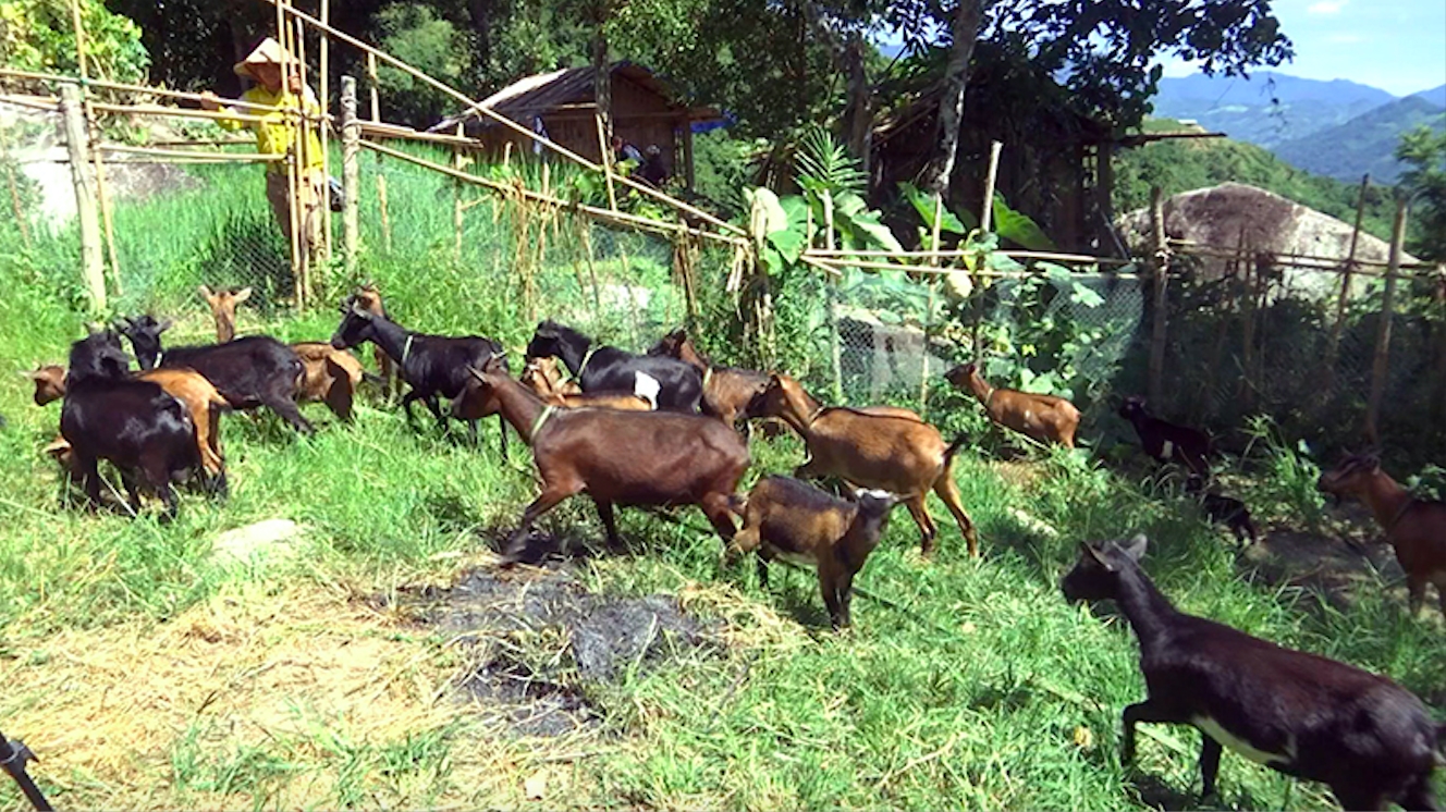 Tỉnh Quảng Nam triển khai nhiều mô hình chăn nuôi hiệu quả, giúp người dân thoát nghèo