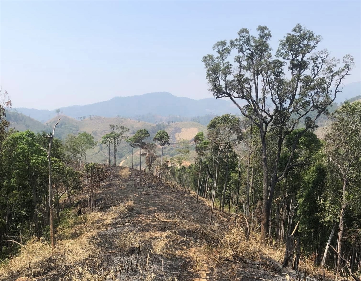 Tỉnh Kon Tum đang quyết tâm bảo vệ rừng, nhưng ở xã Đăk Pxi thì ngược lại