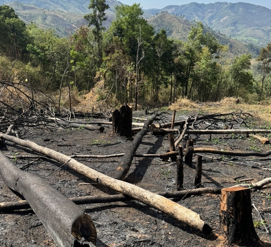 Báo cáo của UBND huyện Đăk Hà thì không có tình trạng phát, đốt rừng