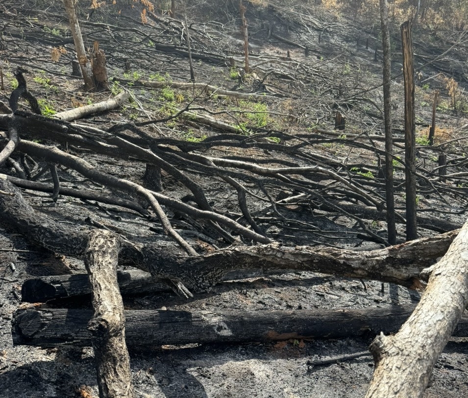 Cây rừng bị đốt cháy nằm ngỗn ngang