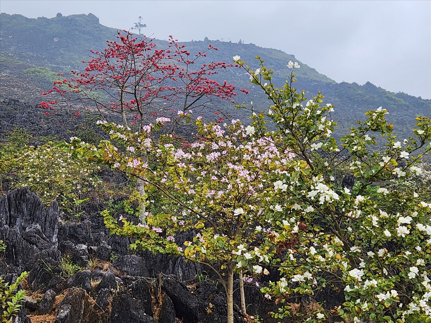 Hoa ban và hoa mộc miên cùng nở tô điểm thêm vẻ đẹp của khu vực Mê cung đá xã Khâu Vai
