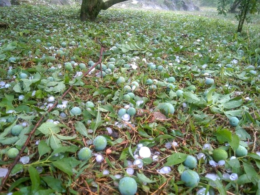 Vườn mận ở Mộc Châu (Sơn La) tan hoang sau trận mưa đá chiều 28/3. (Ảnh Quang Long)