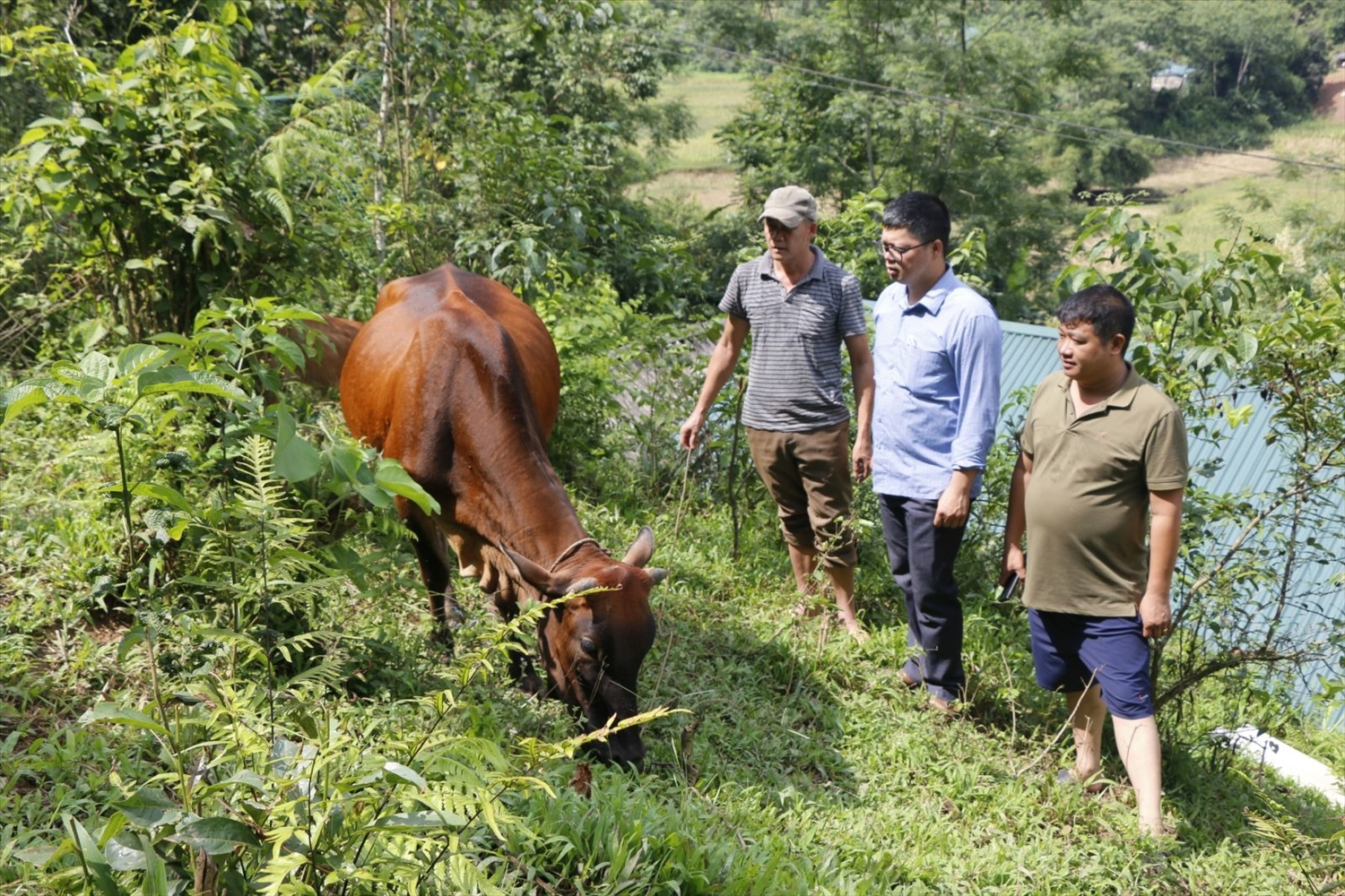 Ông Phùng Kim Hiền (ngoài cùng bên trái) thôn Nà Chác cùng cán bộ Hội Chữ thập đỏ xã Năng Khả bên con bò giống của gia đình.