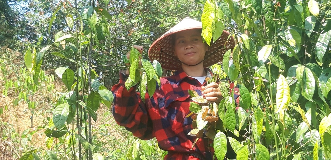 Ka Oanh tự tay thu hoạch lá nhíp làm những món ngon của rừng.