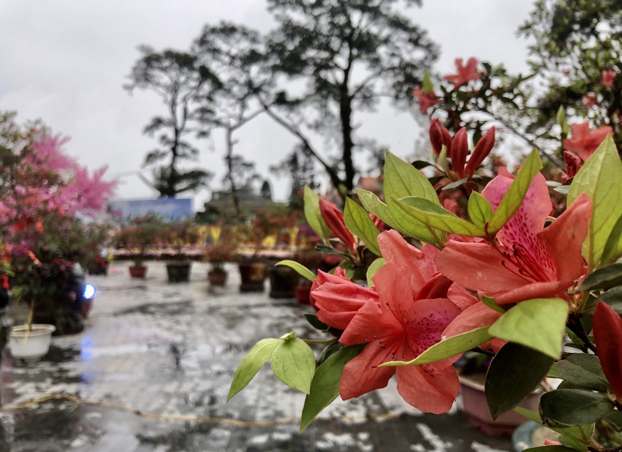 Cánh hoa đỗ quyên mỏng, xếp chồng lên nhau tạo thành hình phễu, mang mùi hương dễ chịu. Loài hoa này có đa dạng màu sắc như tím, đỏ, hồng, trắng. Việt Nam có tới gần 100 loài hoa đỗ quyên.