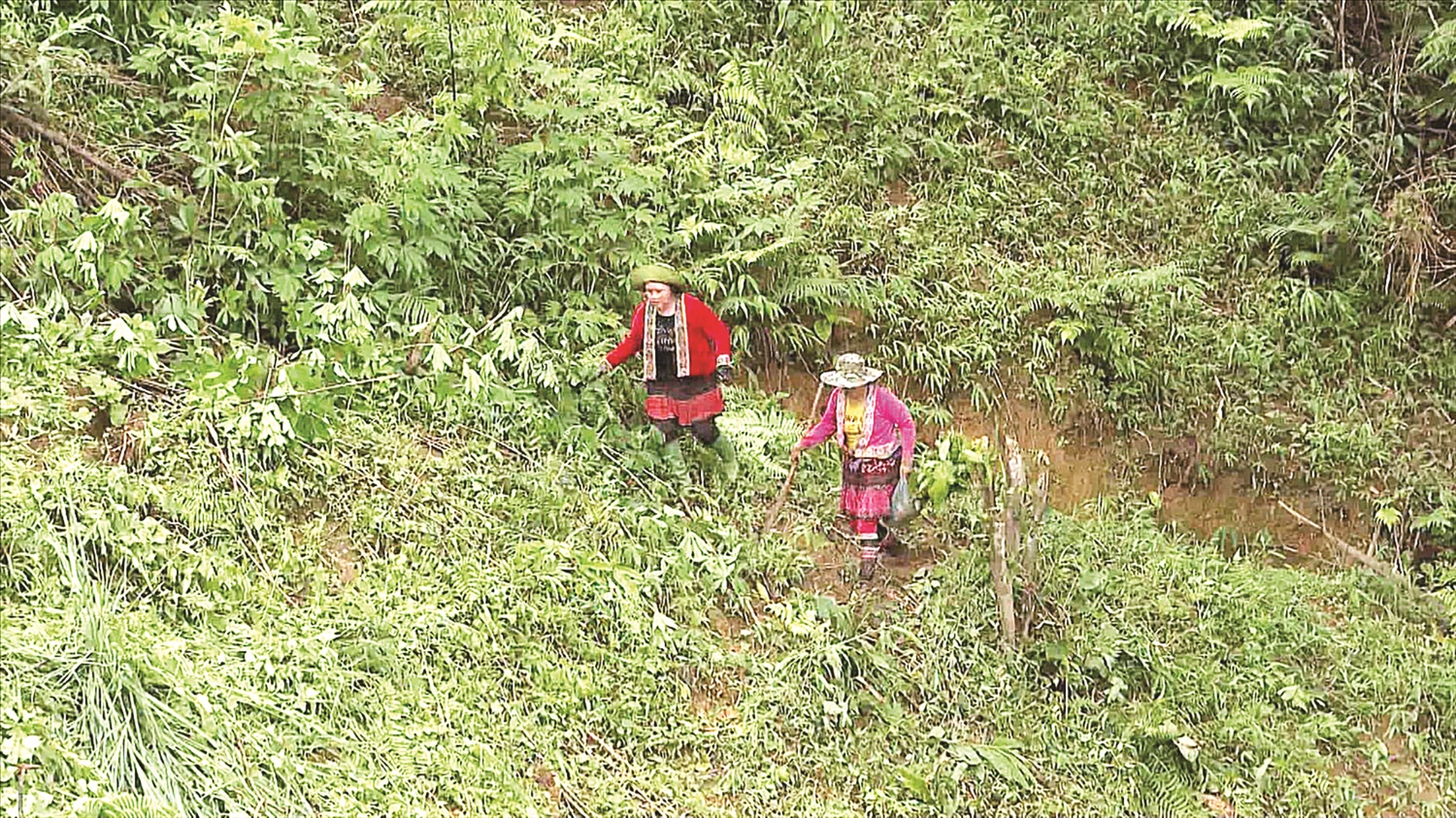 Người trồng rừng chưa có thu nhập cao từ kinh tế rừng. (Trong ảnh: Người dân huyện Nậm Nhùn, tỉnh Lai Châu trồng rừng theo chỉ tiêu kế hoạch được giao của địa phương).