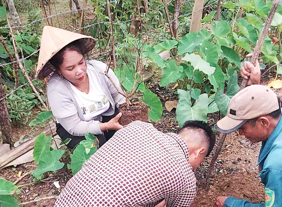Bí Thư Đảng ủy xã Hồ Thị Thoi hướng dân đồng bào trồng cây đúng kỹ thuật