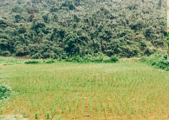 Ruộng lúa của người Đan Lai ở bản Thạch Sơn xã Thạch Ngàn