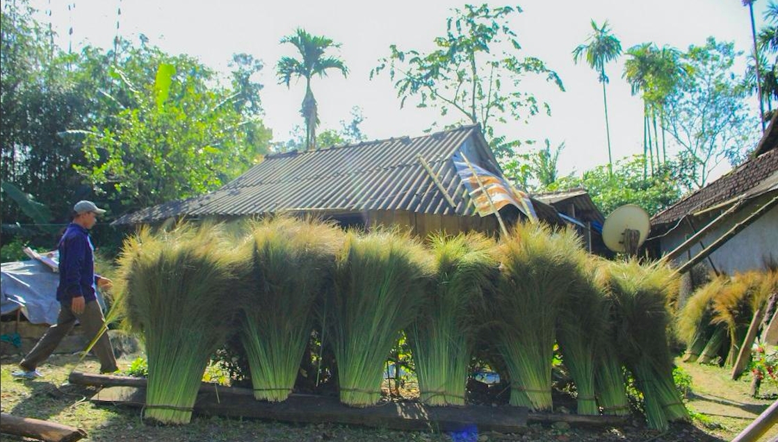 Mỗi mùa thu hoạch đót giúp người dân miền Tây Trà Bồng có khoảng thu nhập kha khá